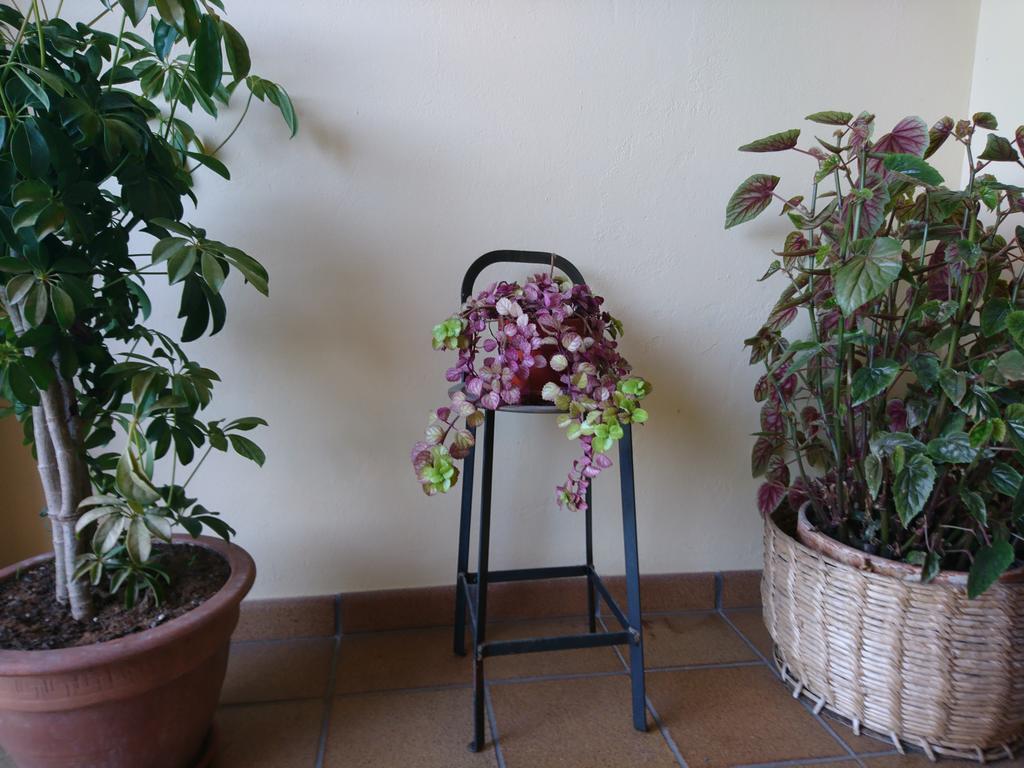Posada El Jardin Santillana del Mar Buitenkant foto